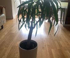 Yucca