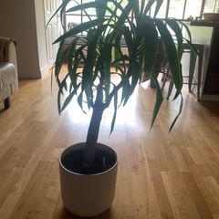Yucca