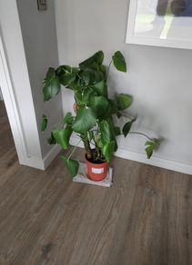 Monstera plant