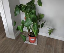 Monstera plant