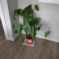 Monstera plant