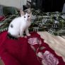 kittens Image 2