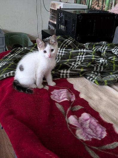 kittens