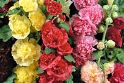 (H) Hollyhok Mix Chaters seeds 0.3g (420346)