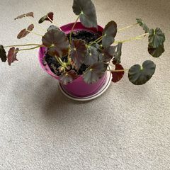 Begonia Mazae Nigricans indoor plant