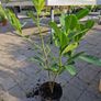 laurel hedging Image 4