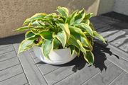 Hosta plant