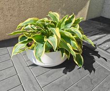 Hosta plant