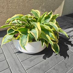 Hosta plant