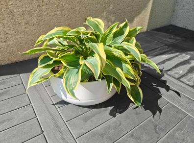 Hosta plant