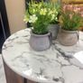 Pot Image 2
