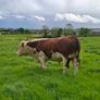 Pbr pedigree hereford bull Image 2