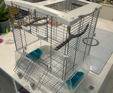 bird cage Vision