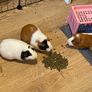 3 Guinea Pigs Image 3