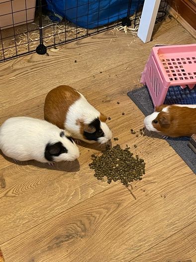 3 Guinea Pigs