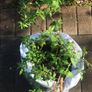 White Fuchsia plant Image 2