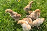 RIR hybrid x Brahma chicks