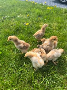 RIR hybrid x Brahma chicks