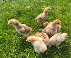 RIR hybrid x Brahma chicks