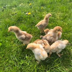 RIR hybrid x Brahma chicks