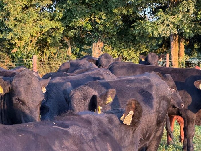 12 Homebred Angus Bullocks ( 340 Kgs )