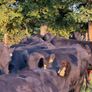 12 Homebred Angus Bullocks ( 340 Kgs ) Image 3