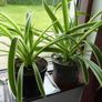 Large spider plants & one begonia maculata Image 3