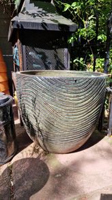 Pot