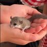 Micro Squirrels Image 3