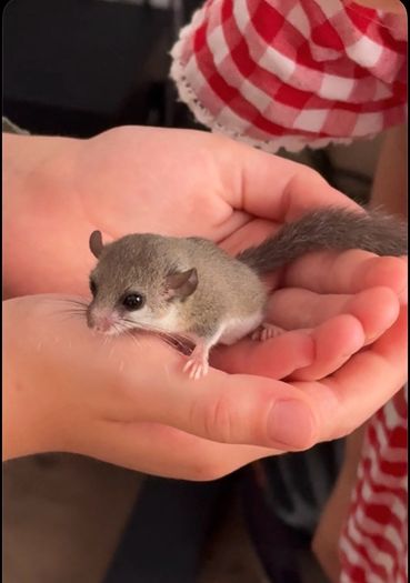 Micro Squirrels