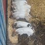 Weaner piglets Image 3
