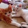 2 Kittens Image 3