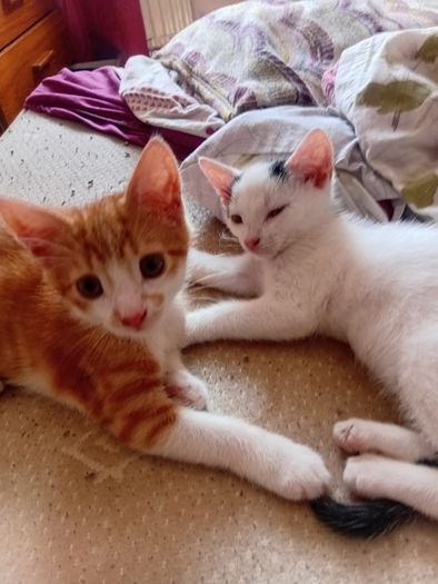 2 Kittens