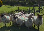 Organic hogget ewes