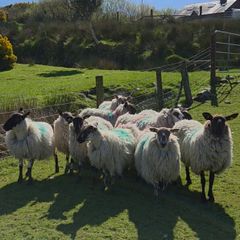 Organic hogget ewes