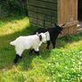Pygmy Goat Wethers Image 3