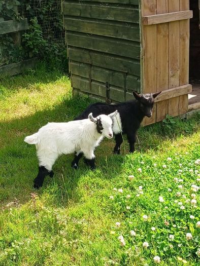 Pygmy Goat Wethers