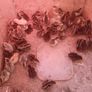 day old quail chicks Image 2