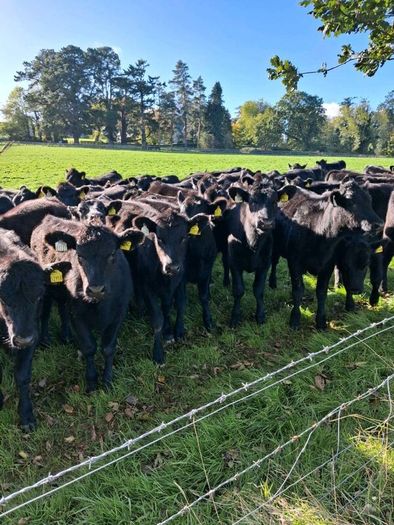 50 Aa Heifers