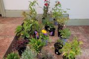 instant garden starter pack of 20 plants