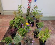 instant garden starter pack of 20 plants