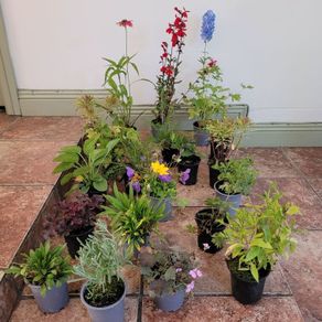 instant garden starter pack of 20 plants