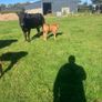 Incalf Heifers for sale Image 3