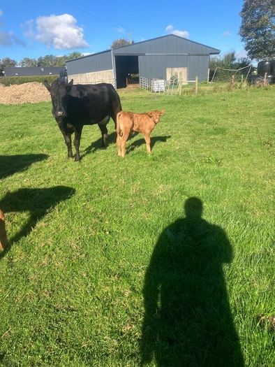 Incalf Heifers for sale