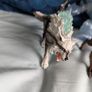schleich eldrador figures Image 5