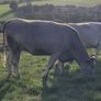 Incalf Charlie Heifers Image 3