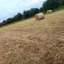 Round bales of hay Image 2
