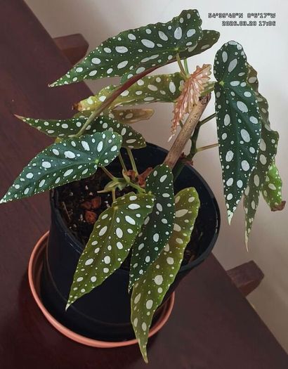 Begonia Maculata Polka Dot Begonia lovely healthy plant