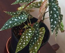 Begonia Maculata Polka Dot Begonia lovely healthy plant