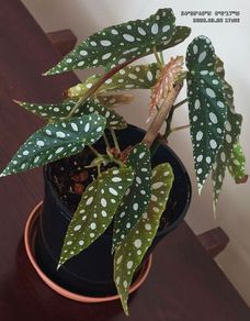 Begonia Maculata Polka Dot Begonia lovely healthy plant